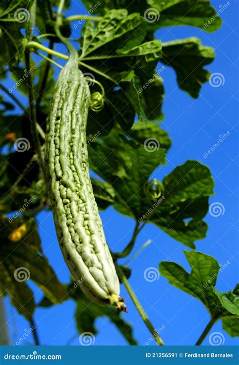 Bitter Melon stock image. Image of melon, farm, farming - 21256591