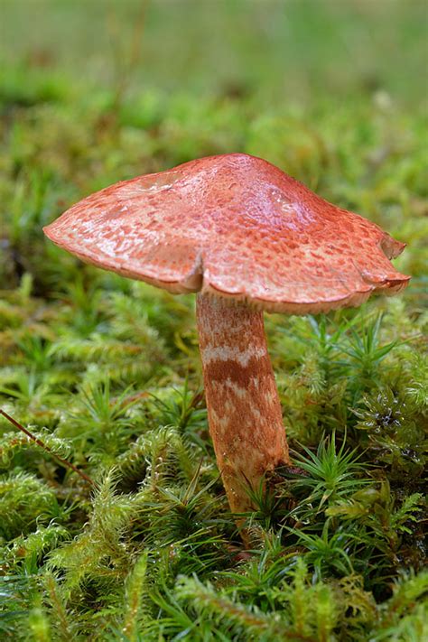 Cortinarius Leprocybe Bolaris