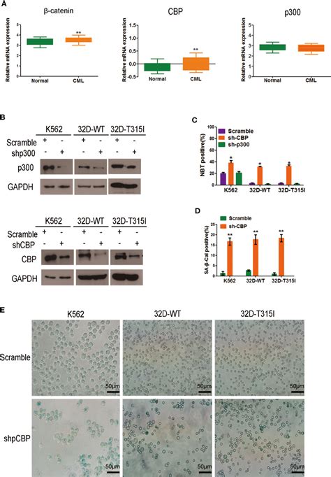 Frontiers Target Inhibition Of Cbp Induced Cell Senescence In Bcr Abl