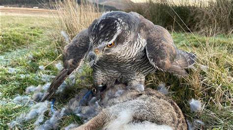 Goshawk And Harris Hawk Hunting In One Male Goshawk X Harris Hawk Hunting Youtube