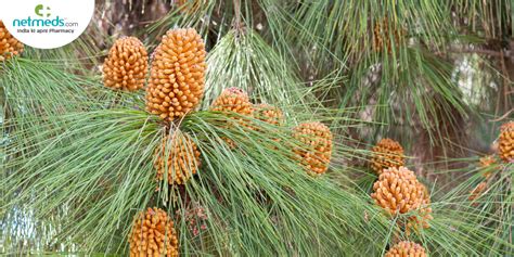 Chir Health Benefits Usage Dosage And Side Effects Of Pine Tree