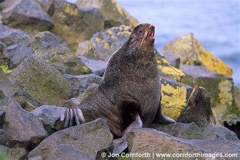 Northern Fur Seal 3 Photo Picture Print Cornforth Images