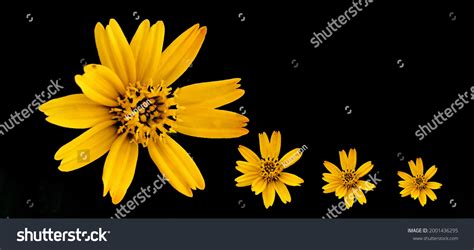 Yellow Flowers On Black Background Stock Photo 2001436295 | Shutterstock