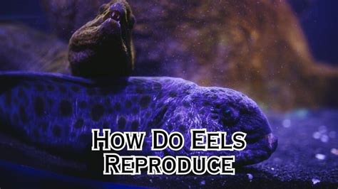 How Do Eels Reproduce? A Complete Guide – Eeliad