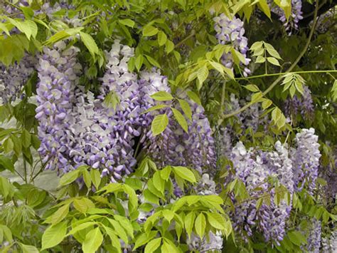 Japanese Wisteria | My Climate Change Garden