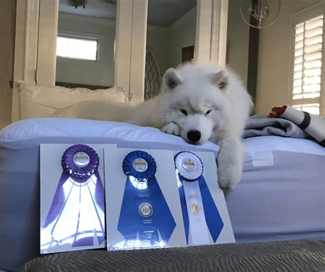 Your Guide to Certifying Your Beloved Samoyed as a Therapy Dog