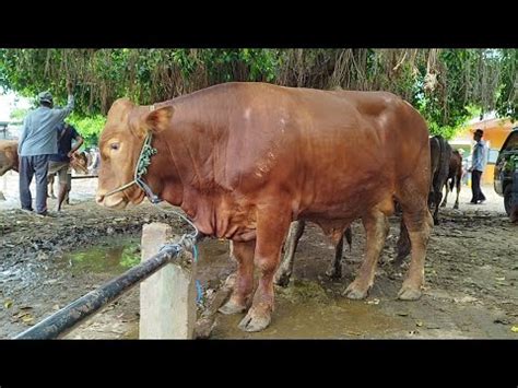 Juta Nego Limousin Super Calon Monster Harga Siang Lebih Murah