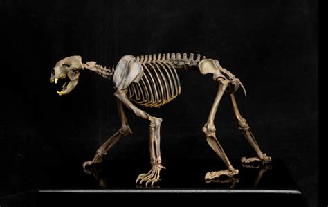 VWUVWU 1/10 Arctodus simus Skeleton Model – Lana Time Shop