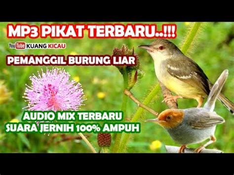 Suara Pikat Burung Kecil Paling Ampuh Prenjak Ribut Kombinasi Ciblek