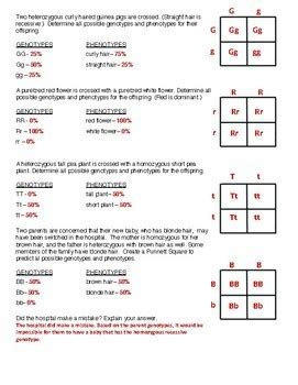 Punnett Square Practice Worksheet Answers