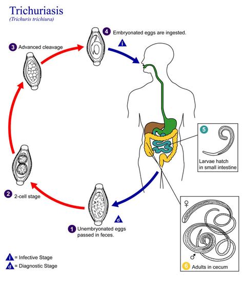 Eat Your Worms The Upside Of Parasites Npr