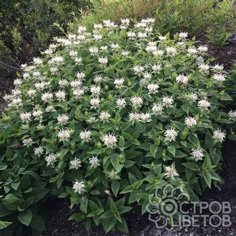 Монарда Bee-Bright | Купить саженцы почтой, недорого