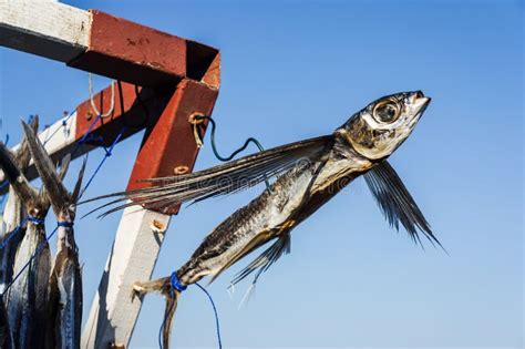 Dried Flying Fish Stock Photo Image Of Fish Food Spain 46101012