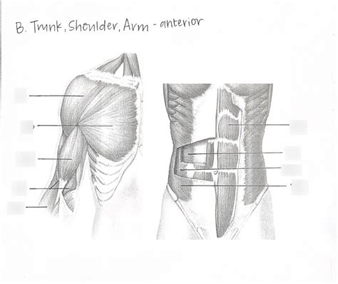 Trunk Shoulder Arm Anterior Labeling Diagram Quizlet