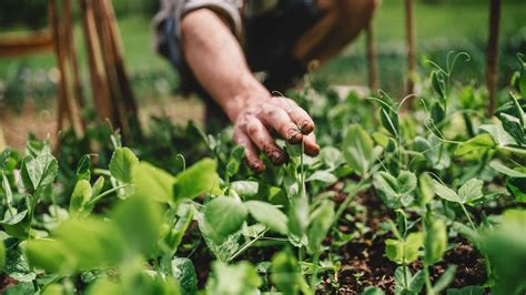 En Lagriculture Bio Et Locale Pourrait Nourrir Leurope Dapr S