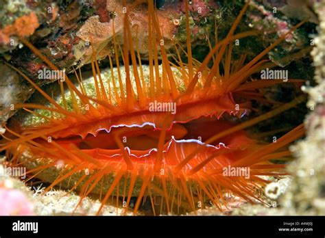 Electric Flame Scallop Ctenoides Ales Also Known As A Disco Clam