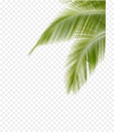 Editing Desktop Wallpaper Picsart Photo Studio Leaf Palm Tree