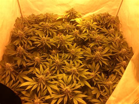 Galerie Des Vari T S Shiva Skunk Sensi Seeds Pic