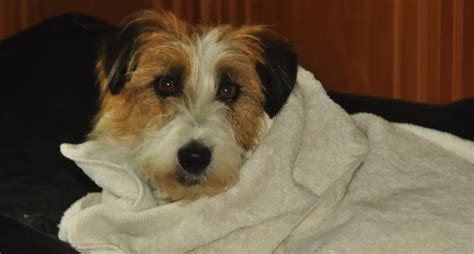 Benefits Of Spaying Your Dog – Best JRT Lovers