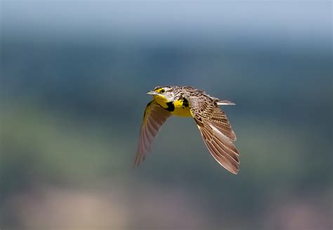 The Meadowlark • Into the Light Adventures Bird Photography