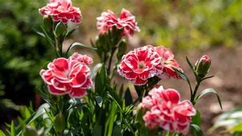 How To Grow And Care For Carnation Complete Guide