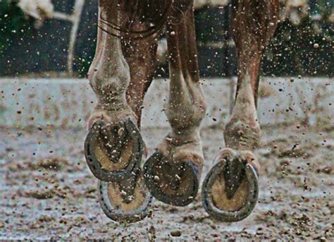 Protection Des Pieds Et Sabots Des Chevaux En Hiver V To Malin