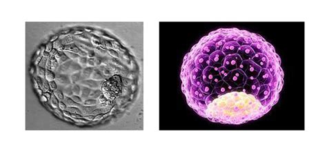 Blastocyst Transfer & Culture: A Comprehensive Guide to IVF Embryo Development