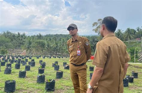 Disbun Kaltim Dorong Produktifitas Perkebunan Rakyat Siapkan 50 Ribu