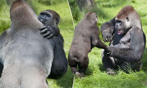 The hug that says they're just like us: As two gorilla brothers greet each other like old ...