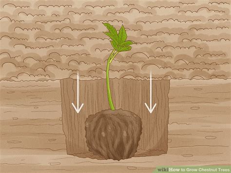 How To Grow Chestnut Trees With Pictures Wikihow