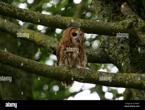 Strix Aluco Sylvatica High Resolution Stock Photography And Images Alamy