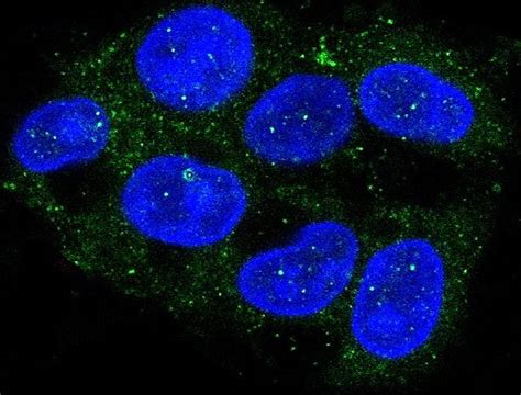 Anti Atg A Antibody Arg Arigo Biolaboratories