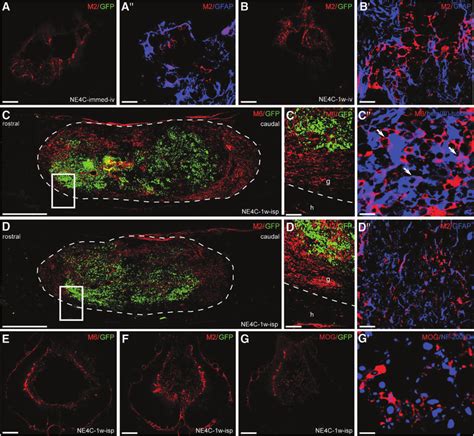 Fate And Differentiation Of The Grafted Ne Gfp 4c Cells Are Shown In