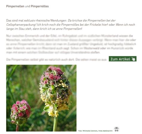 die pimpernellen