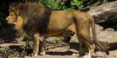 Diferença entre leão africano e leão asiático - Natureza Animal