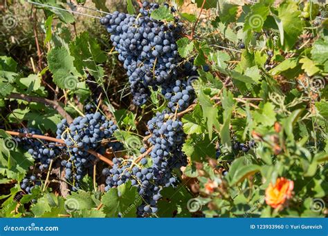 Grupos Das Uvas Do Vinho Tinto Que Penduram No Vinho No Sol Do Fim Da