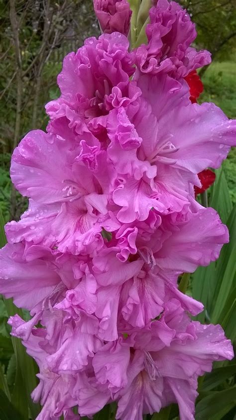 ЧУДЕСНЫЕ ГЛАДИОЛУСЫ