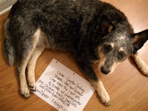 20 Bad Dogs Being Shamed With Signs