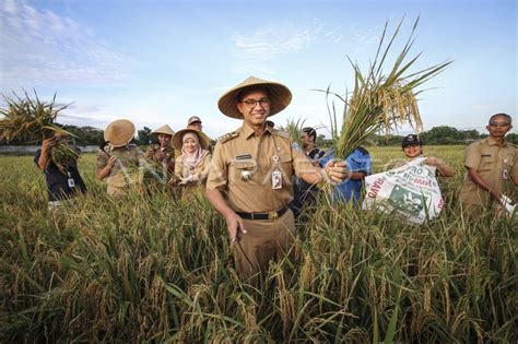 Anies Panen Padi Antara Foto