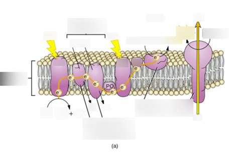 electron transport chain Diagram | Quizlet