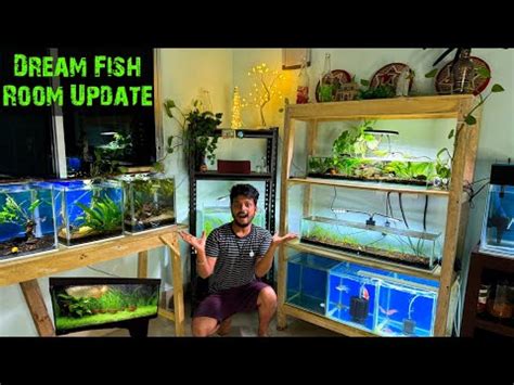 Fish Rescue Missionand My Fish Room Update YouTube