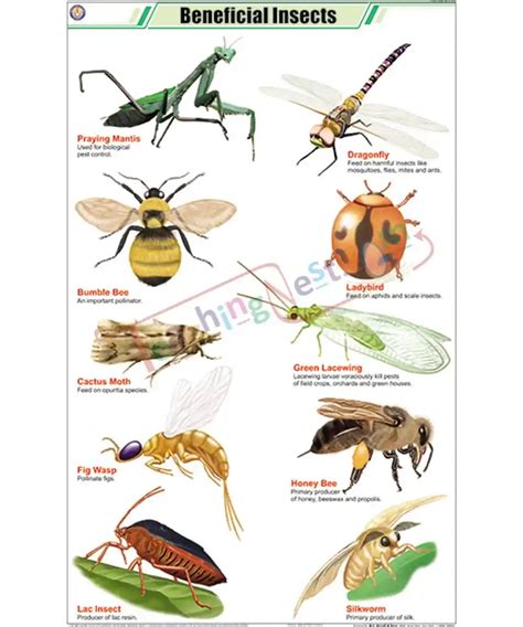 Beneficial Insects Chart Laminated With Rollers TeachingNest