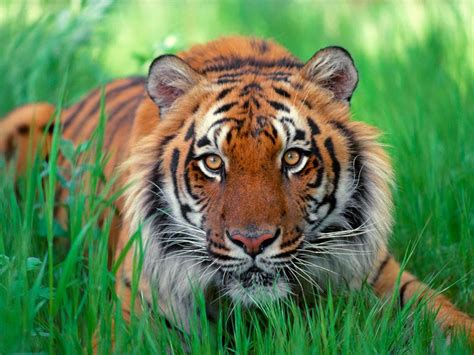 picture collection: most pics of tiger part 1 