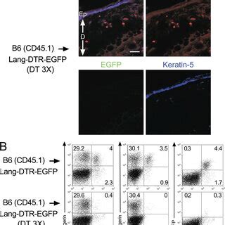 Two Developmental Pathways Give Rise To Langerin Skin Derived DCs