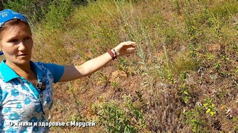 ТРАВА ЖИЗНИ/ ДИАБЕТ СУДОРОГИ ГОНИТ ПАРАЗИТОВ ОТ ГРИБКОВ @natureMarusya ...