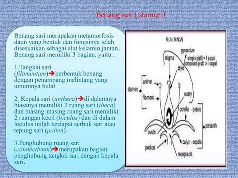 Ppt Morfologi Tumbuhan Jenis Dan Bagian Bunga Ppt