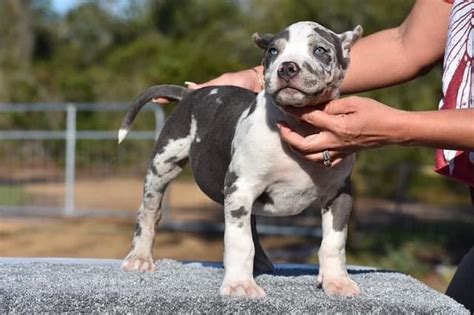 XL Bully Puppy for Sale | Name: Samson Age: 14 Weeks