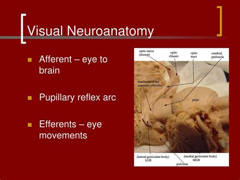 PPT Visual Neuroanatomy Efferent Pathways PowerPoint Presentation