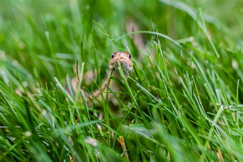 Snake in Grass · Free Stock Photo