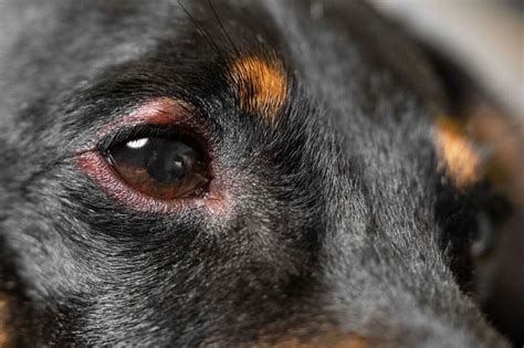 Dog Eye Stye: Causes, Symptoms, and Treatment – PawSafe